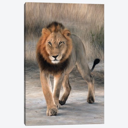 African Lion Walking Canvas Print #SLG38} by Rachel Stribbling Art Print