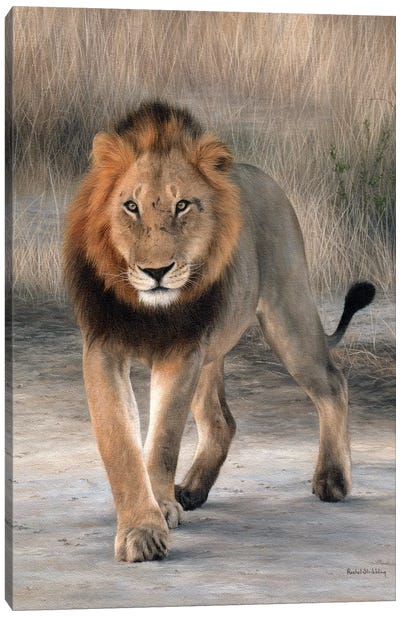 African Lion Walking Canvas Art Print - Rachel Stribbling
