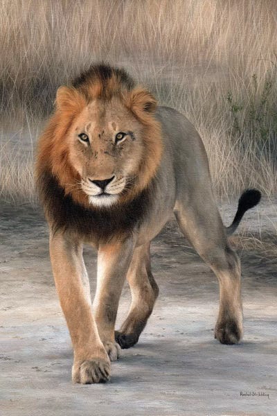 Rachel Stribbling: African Lion Walking by Rachel Stribbling