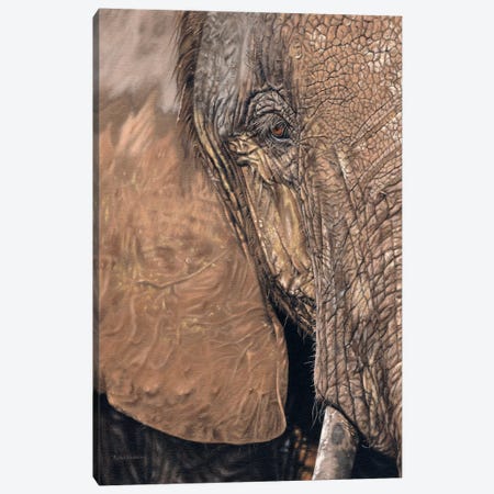 African Elephant Face Canvas Print #SLG3} by Rachel Stribbling Canvas Art Print