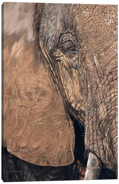 African Elephant Face Canvas Art Print - Rachel Stribbling