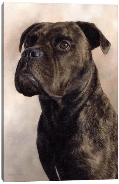 Boxer-Bullmastiff Canvas Art Print - Bullmastiff Art