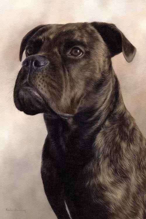 Boxer-Bullmastiff by Rachel Stribbling wall art