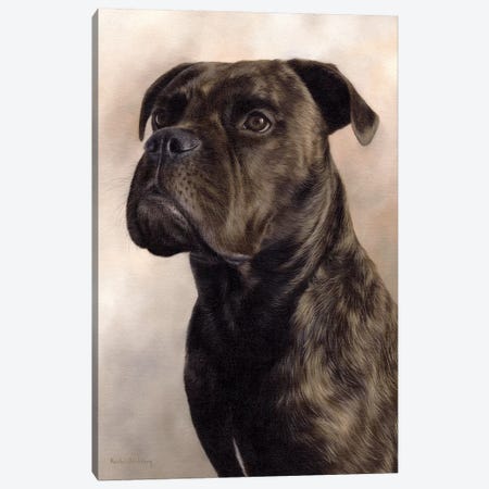 Boxer-Bullmastiff Canvas Print #SLG40} by Rachel Stribbling Canvas Artwork