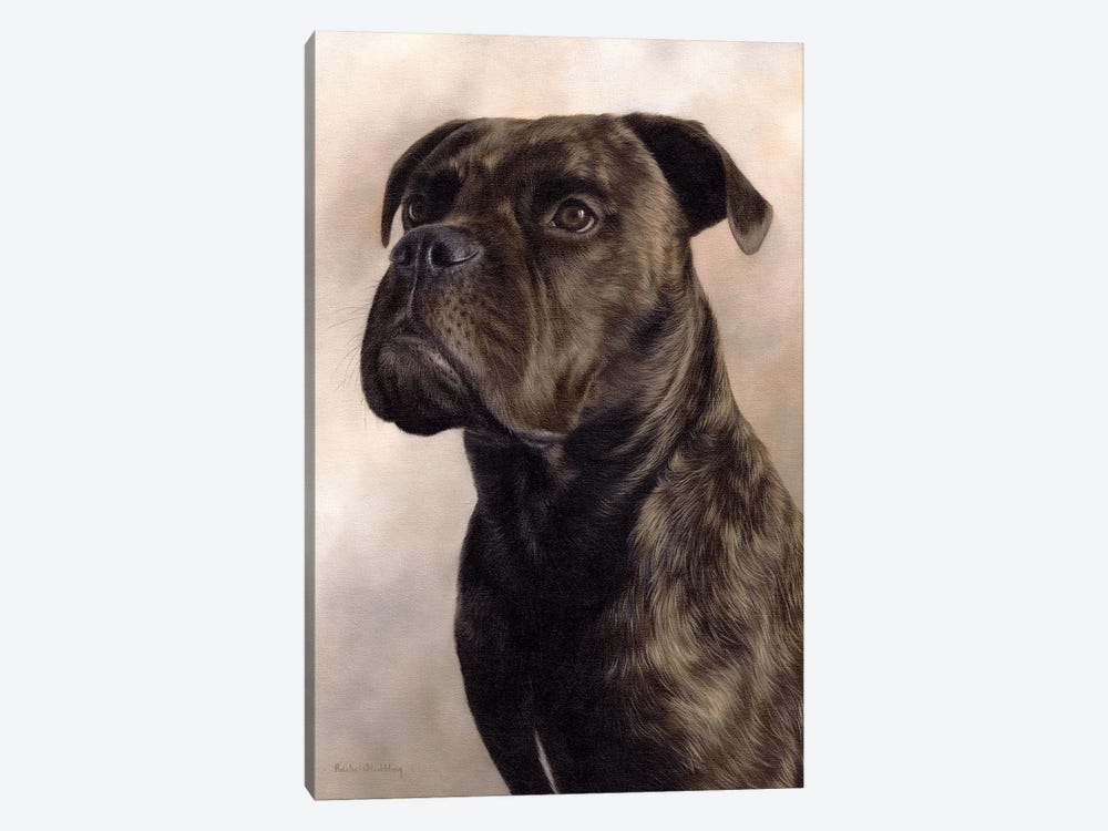 Boxer-Bullmastiff by Rachel Stribbling 1-piece Canvas Artwork