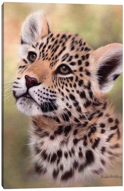 Jaguar Cub Canvas Art Print - Rachel Stribbling