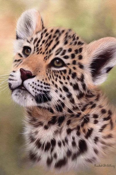 Rachel Stribbling: Jaguar Cub by Rachel Stribbling