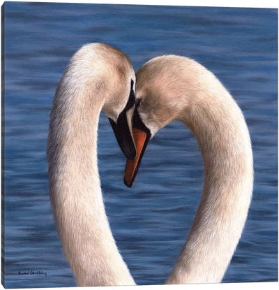 Mute Swans Canvas Art Print - Swan Art