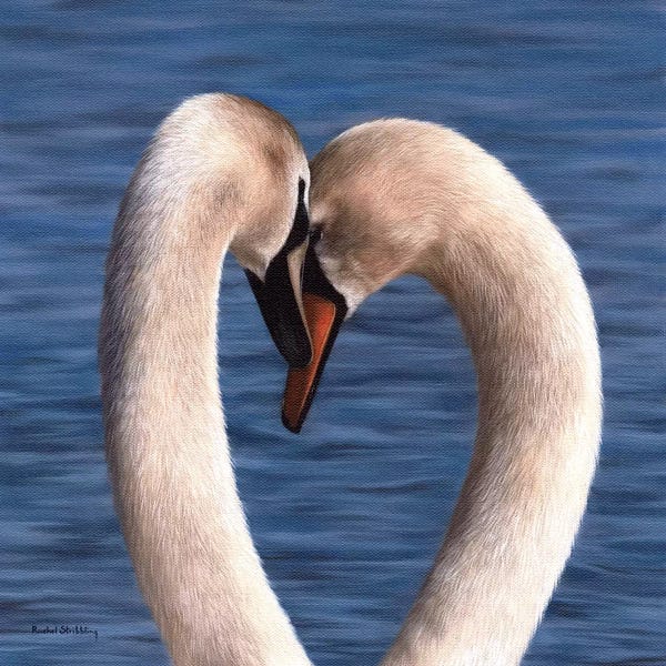 Love Birds: Mute Swans by Rachel Stribbling