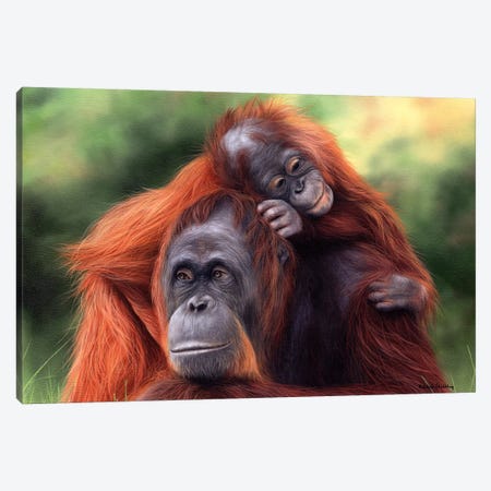 Orangutans Canvas Print #SLG47} by Rachel Stribbling Canvas Print