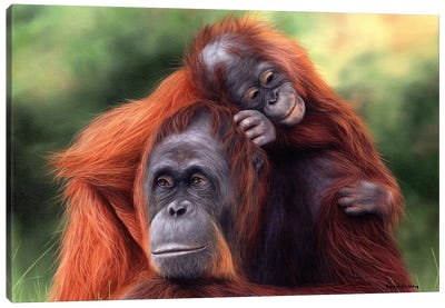Orangutans Canvas Art Print - Wildlife Conservation Art