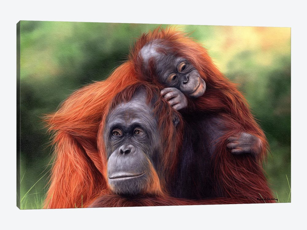 Orangutans by Rachel Stribbling 1-piece Canvas Art Print