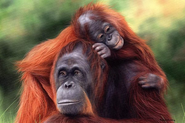 Rachel Stribbling: Orangutans by Rachel Stribbling