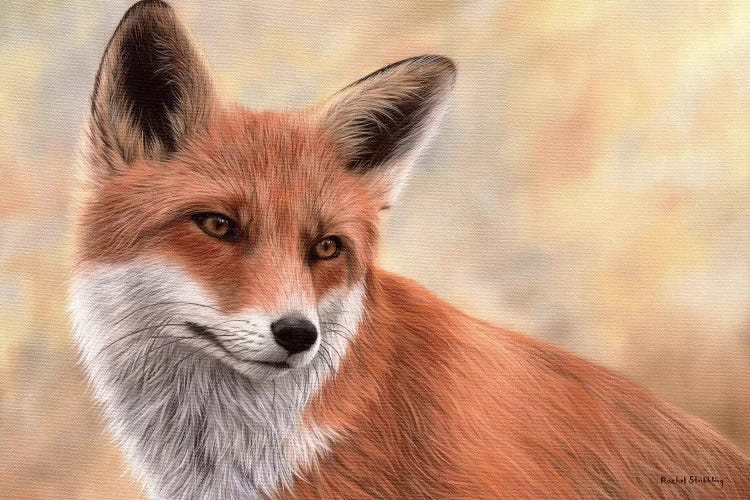 Red Fox by Rachel Stribbling wall art