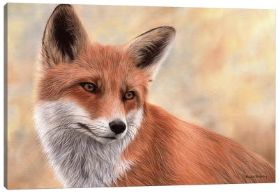 Red Fox Canvas Art Print - Rachel Stribbling