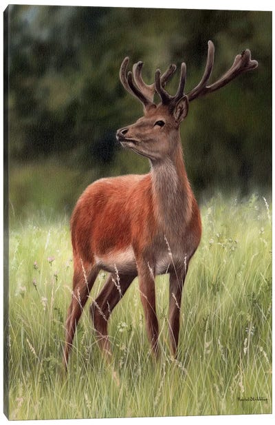 Red Stag Canvas Art Print - Photorealism Art