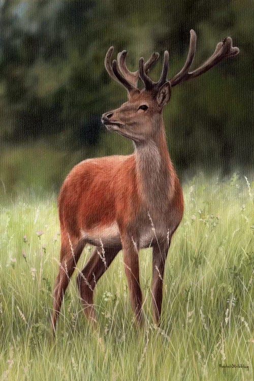 Red Stag