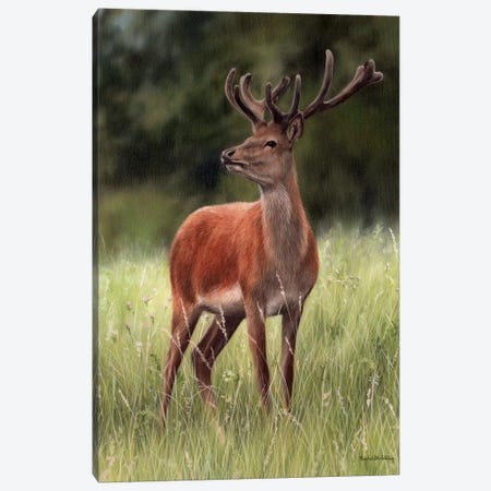 Red Stag Canvas Print #SLG49} by Rachel Stribbling Canvas Artwork