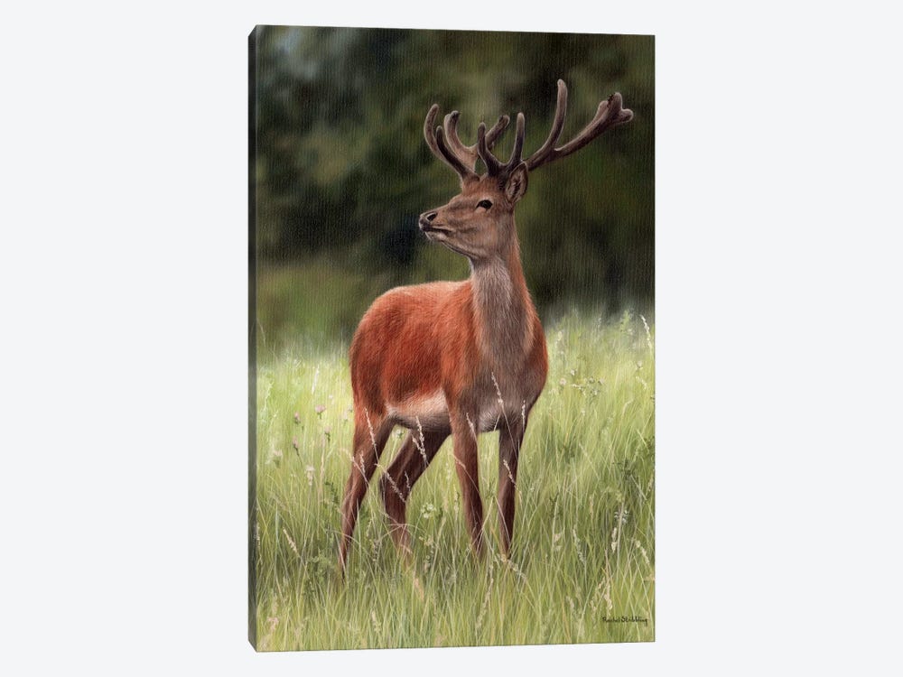 Red Stag by Rachel Stribbling 1-piece Canvas Print