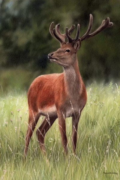 Rachel Stribbling: Red Stag by Rachel Stribbling