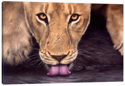 African Lioness Canvas Art Print - Fine Art Safari