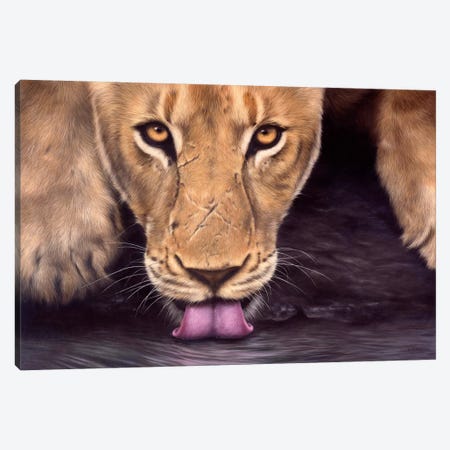 African Lioness Canvas Print #SLG4} by Rachel Stribbling Canvas Art
