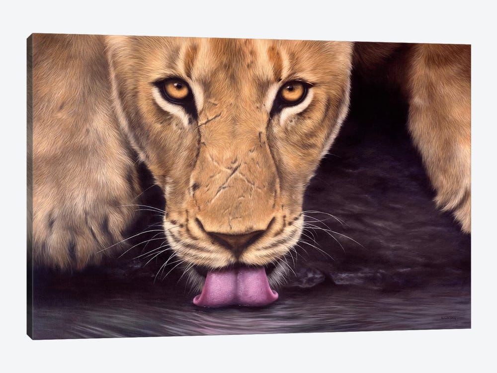 African Lioness 1-piece Canvas Artwork