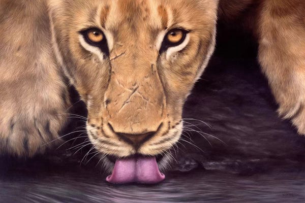Rachel Stribbling: African Lioness by Rachel Stribbling
