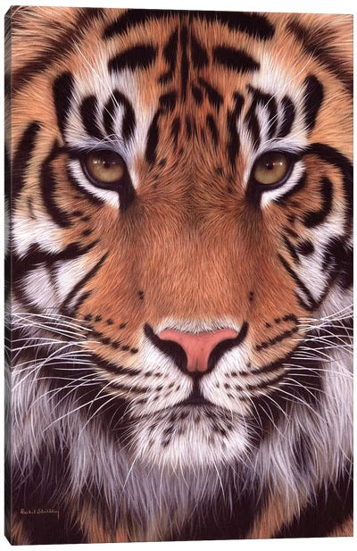 Sumatran Tiger Canvas Art Print - Rachel Stribbling