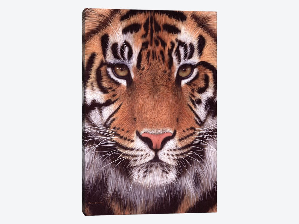 Sumatran Tiger by Rachel Stribbling 1-piece Canvas Print