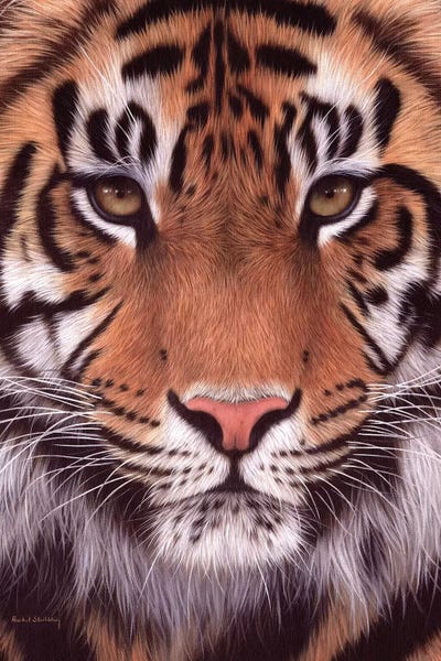Rachel Stribbling: Sumatran Tiger by Rachel Stribbling