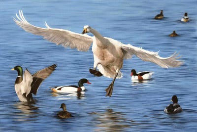Swan Landing by Rachel Stribbling canvas print