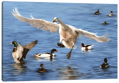 Swan Landing Canvas Art Print - Swan Art