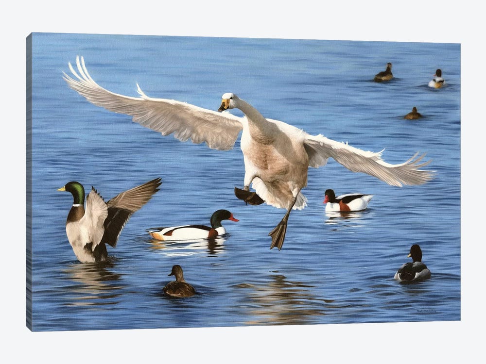 Swan Landing by Rachel Stribbling 1-piece Canvas Art