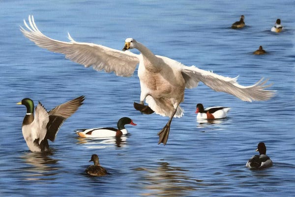 Rachel Stribbling: Swan Landing by Rachel Stribbling