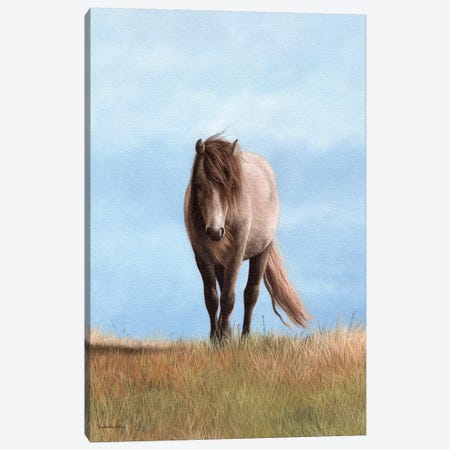 Welsh Pony Canvas Print #SLG52} by Rachel Stribbling Art Print