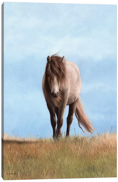 Welsh Pony Canvas Art Print - Rachel Stribbling