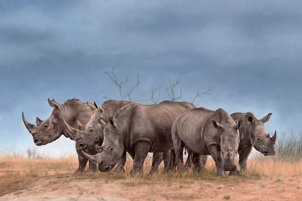 Rachel Stribbling: White Rhinos by Rachel Stribbling