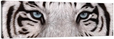 White Tiger Eyes Canvas Art Print - Rachel Stribbling