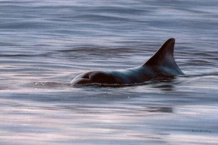 Wild Bottlenose Dolphin At Sunrise