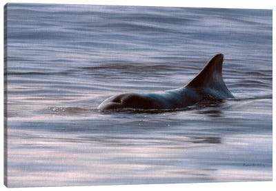 Wild Bottlenose Dolphin At Sunrise Canvas Art Print - Rachel Stribbling