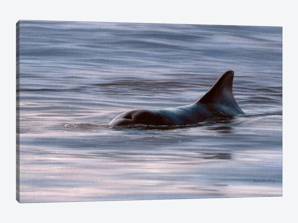 Wild Bottlenose Dolphin At Sunrise by Rachel Stribbling 1-piece Canvas Artwork