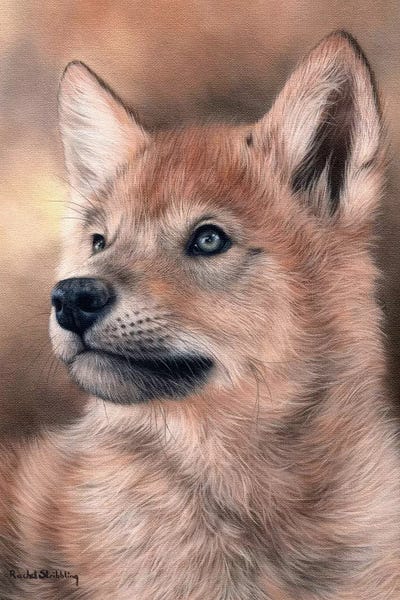 Rachel Stribbling: Wolf Pup by Rachel Stribbling