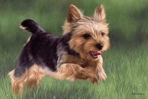 Terriers: Yorkshire Terrier by Rachel Stribbling