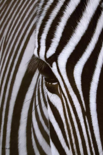 Fine Art Safari: Zebra Eye by Rachel Stribbling