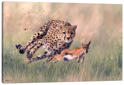 Cheetah And Baby Gazelle Canvas Art Print - Rachel Stribbling