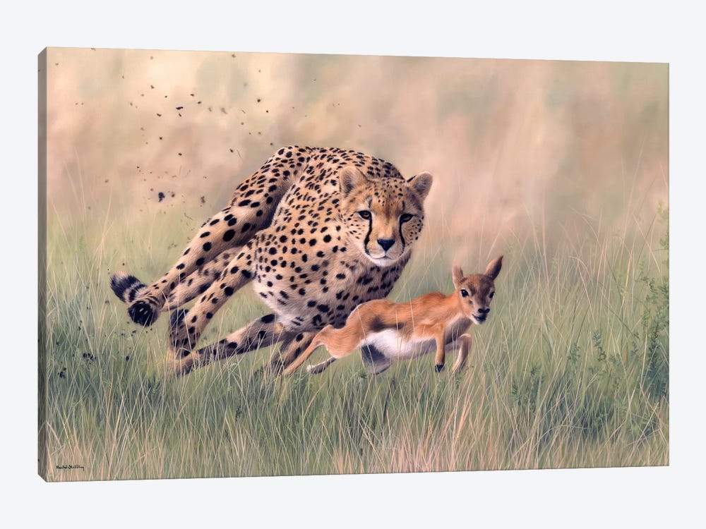 Cheetah And Baby Gazelle by Rachel Stribbling 1-piece Canvas Wall Art