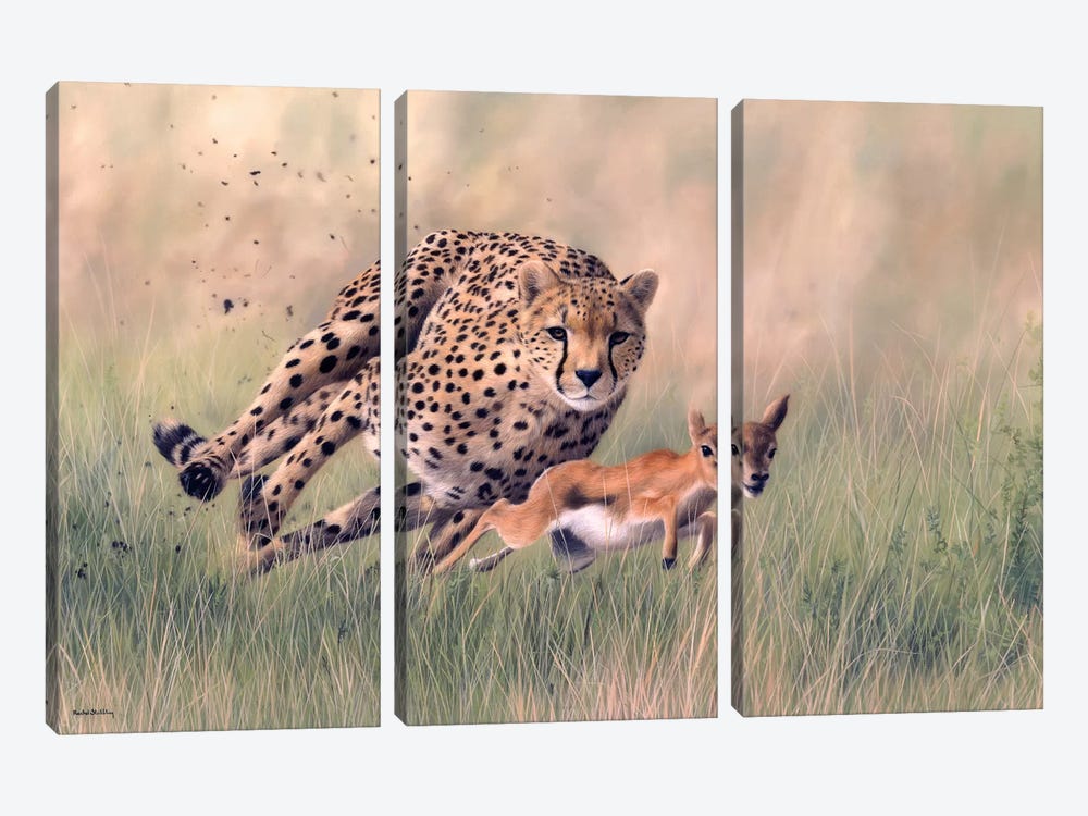 Cheetah And Baby Gazelle by Rachel Stribbling 3-piece Canvas Artwork