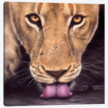 African Lioness Face Canvas Print #SLG5} by Rachel Stribbling Canvas Artwork