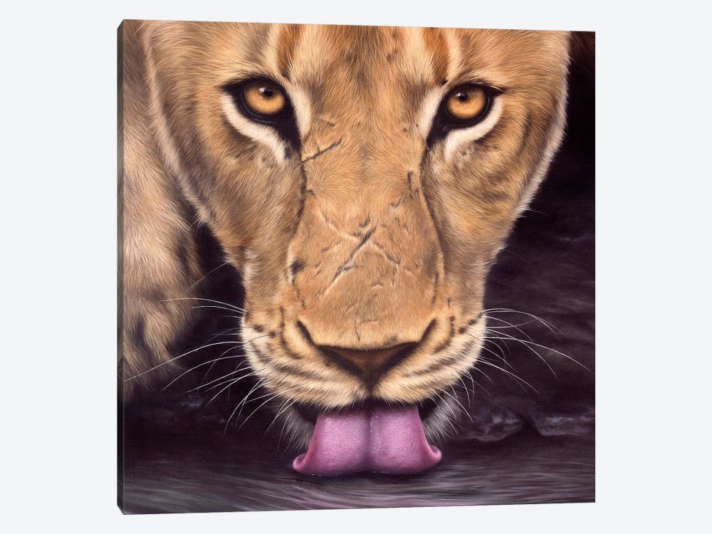 African Lioness Face by Rachel Stribbling 1-piece Canvas Print